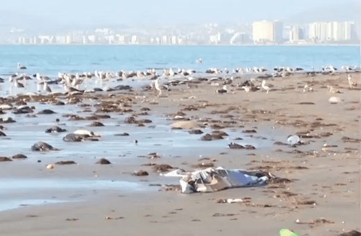 Χιλιάδες νεκρά πουλιά στη Χιλή - 