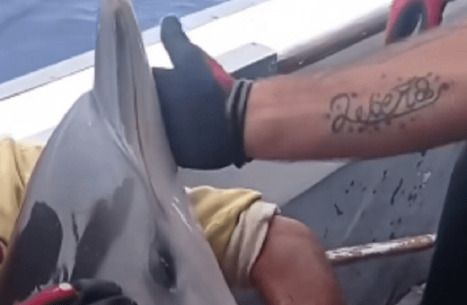 Κάλυμνος: Βίντεο από τη διάσωση του δελφινιού από τους ψαράδες 