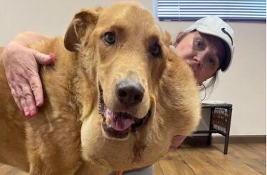 Αδέσποτος σκύλος είχε όγκο μεγαλύτερο από το κεφάλι του- και βρήκε αγάπη σε νέο σπίτι