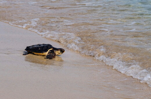 Δύο χελώνες καρέτα-καρέτα γέννησαν τα αυγά τους σε παραλίες της Ισπανίας