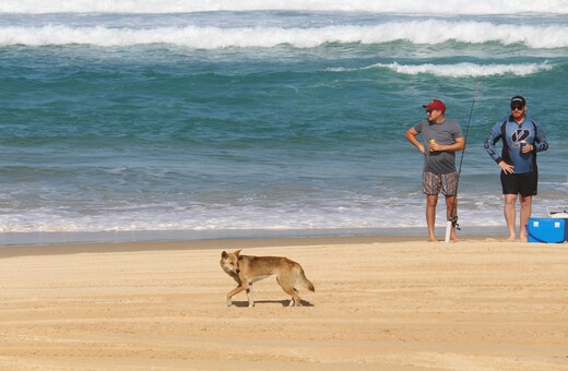 Boy, 10, bitten and dragged under water in dingo attack on K’gari beach