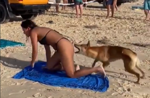 Η στιγμή που ντίνγκο επιτίθεται και δαγκώνει γυναίκα που κάνει ηλιοθεραπεία