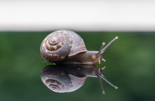 Γιατί 3.000 σαλιγκάρια έκαναν ένα ταξίδι σχεδόν 5.000 χιλιομέτρων