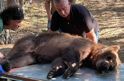 Φλώρινα: Εντόπισαν αρκούδα που «έκλεβε» κοτέτσια – Την επανένταξαν στο δάσος