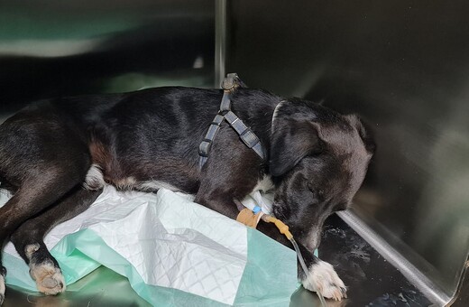 Κακοποίηση σκύλου στο Ηράκλειο: Επιχείρησαν να τον ευνουχίσουν με tire up