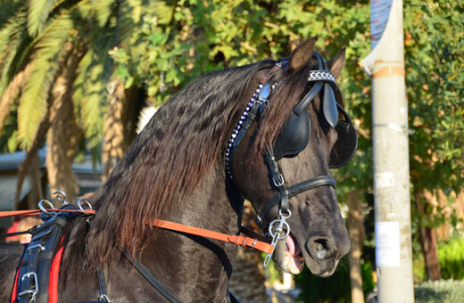 Κέρκυρα: 30.000 € πρόστιμο στον ιδιοκτήτη του αλόγου - Τι έδειξε η νεκροψία