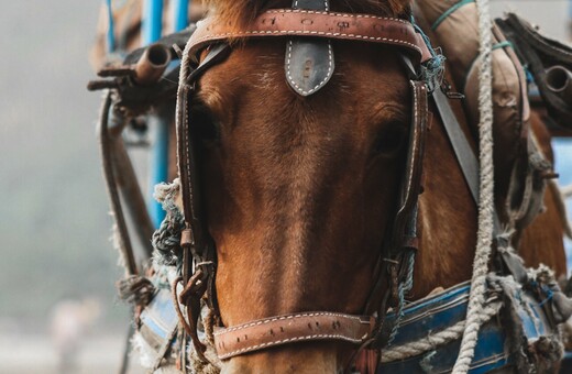 Νεκρό άλογο στην Κέρκυρα: Δεύτερη νεκροψία ζητούν οι φιλόζωοι 