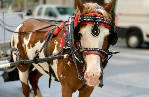 Εισαγγελική παρέμβαση για το νεκρό άλογο στην Κέρκυρα	