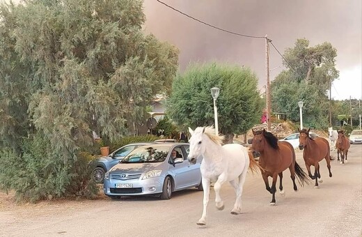 Φωτιά στη Ρόδο: Άλογα τρέχουν μακριά από τα πύρινα μέτωπα