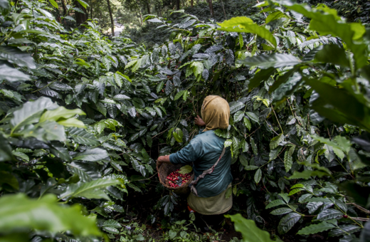 Βραζιλία: Οι συνθήκες εργασίας στις φυτείες καφέ θυμίζουν σκλαβοπάζαρο