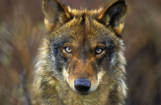 Οι ιβηρικός λύκος κηρύχθηκε επίσημα είδος υπό εξαφάνιση