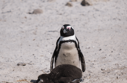 African penguins could be extinct by 2035, campaigners say