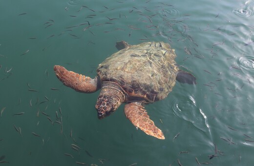 Ρεκόρ σε φωλιές θαλάσσιας χελώνας Caretta-caretta - 1.800 φέτος στη Ζάκυνθο