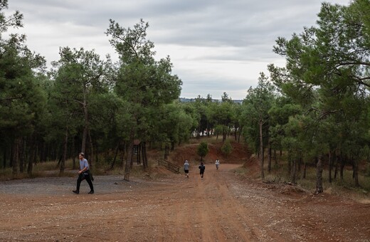 Πάνω από 700 δέντρα θα φυτευτούν στο Σέιχ Σου