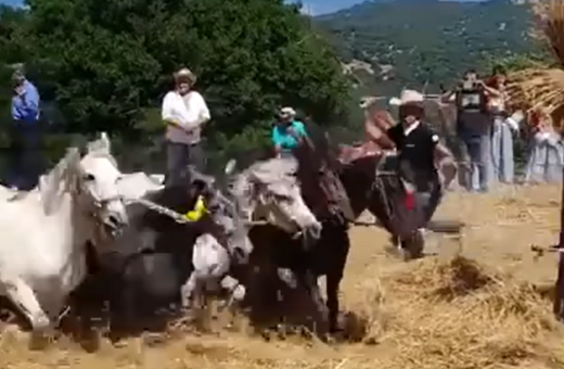 Αρκαδία: Χτυπούν άλογα σε αναπαράσταση αλωνίσματος– Οργή και αντιδράσεις για το «έθιμο» 