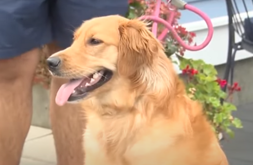 Σκύλος έφαγε το διαβατήριο γαμπρού, μέρες πριν ταξιδέψει στην Ιταλία για τον γάμο