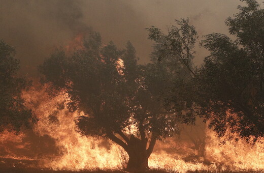 Φωτιά στη Φυλή: Ενισχύθηκαν οι πυροσβεστικές δυνάμεις - Μήνυμα του 112 για εκκένωση