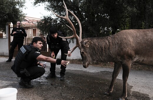 Το ελάφι που κατέβηκε από τις φλόγες της Πάρνηθας 