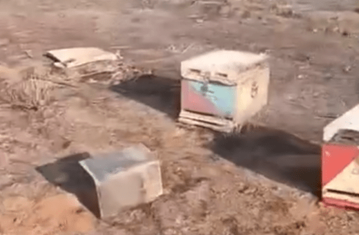 Φωτιά στην Αλεξανδρούπολη: Μελισσοκόμος δείχνει τα κατεστραμμένα μελίσσια του - «Ένα μαύρο κομμάτι μέσα μου»