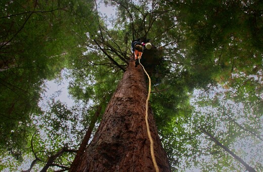 Οι ακτιβιστές που ζουν στις κορυφές των δέντρων για να προστατέψουν το δάσος 