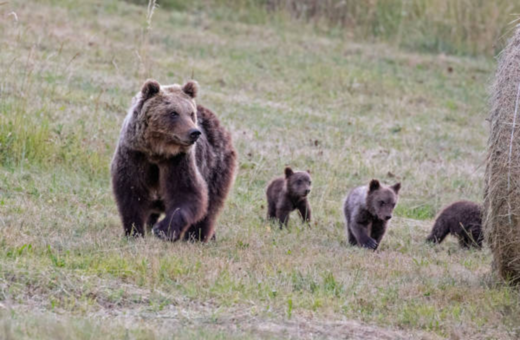 Ιταλία: Πυροβόλησαν θανάσιμα μητέρα αρκούδα κοντά σε εθνικό πάρκο- Οργισμένες αντιδράσεις
