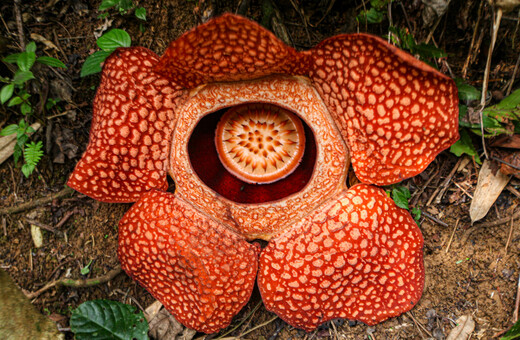 The world’s largest – and stinkiest – flower in danger of extinction, scientists say