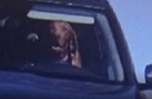 Σκύλος ήταν στο τιμόνι αυτοκίνητου εν κινήσει- «Έπεσε» πρόστιμο, όχι σε αυτόν
