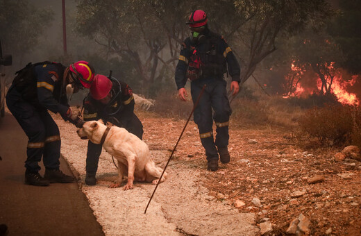 Πυροσβεστική: 3.275 διασώσεις ζώων από τις αρχές του 2023