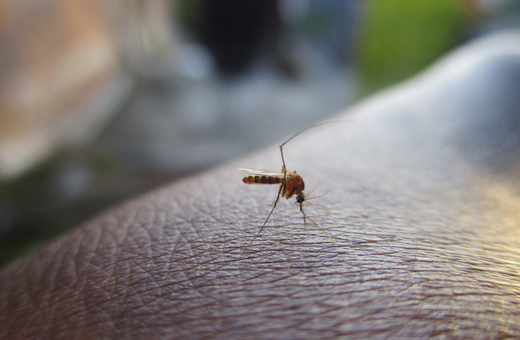 Δάγκειος πυρετός: Οι δύο παράγοντες που φέρνουν τα μολυσμένα κουνούπια στη νότια Ευρώπη