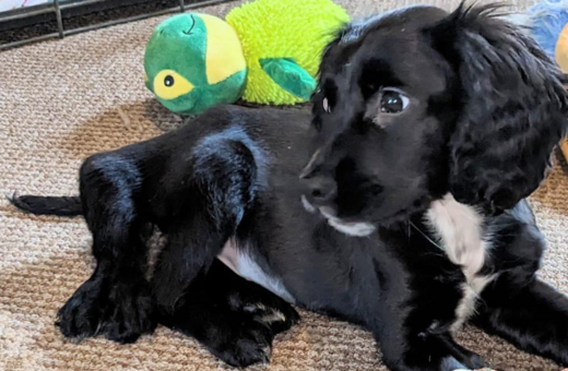 Σκύλος γεννήθηκε με έξι πόδια, διασώθηκε έπειτα από εγκατάλειψη