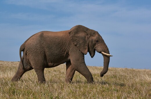 Ο λόγος που πέθαναν ξαφνικά δεκάδες ελέφαντες στην Αφρική μέσα σε λίγους μήνες