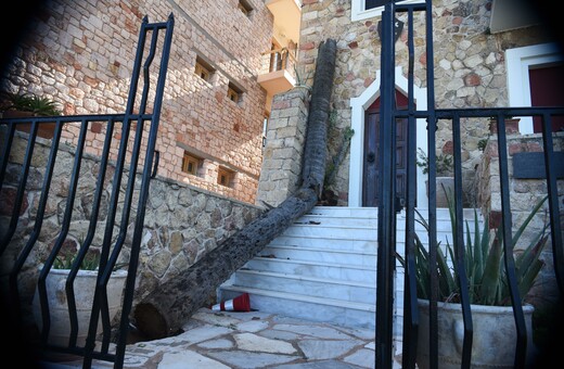 Η κακοκαιρία ξερίζωσε την ιστορική «χουρμαδιά του Καποδίστρια» 