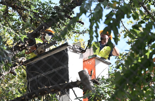 Χάρης Δούκας για Εξάρχεια: Να σταματήσουν αμέσως οι κοπές δέντρων