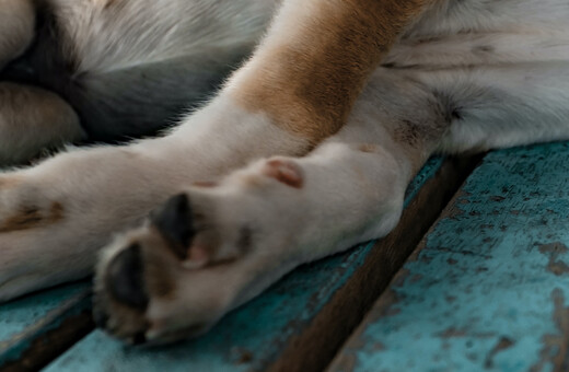 Ζάκυνθος: Πυροβολισμός και θάνατος σκύλου σε αυλή σπιτιού – Αναζητείται ο δράστης