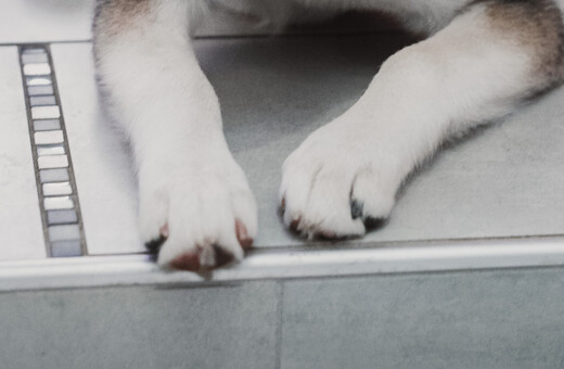 Παρέμβαση του Αρείου Πάγου για τον βασανισμό σκύλου στην Αράχωβα