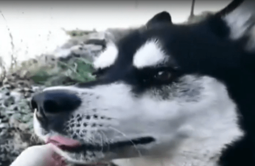 Αράχωβα: Ο κηδεμόνας του Όλιβερ μιλά για την «πρόχειρη ταφή» του σκύλου