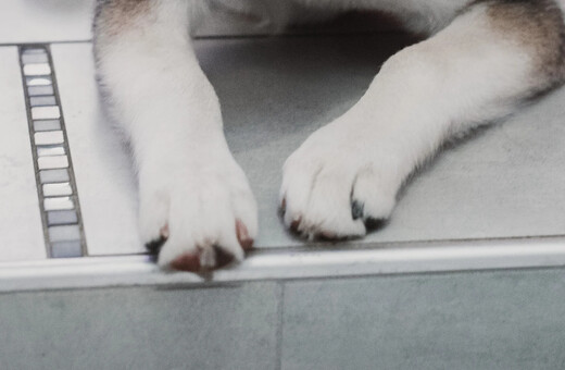 Αράχωβα: H ιατροδικαστική εξέταση που ανατρέπει τα δεδομένα για τον θάνατο του σκύλου