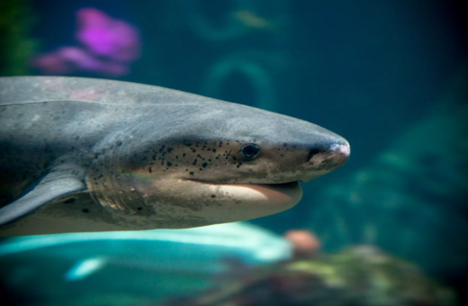 Επίθεση καρχαρία δέχθηκε 21χρονη- Ήταν στο νερό μέχρι το γόνατο