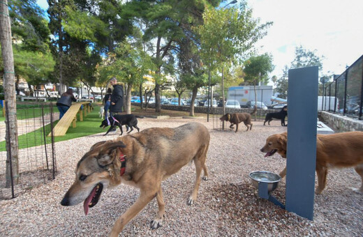 Καματερό: Σκύλος επιτέθηκε σε 9χρονο, συνελήφθη ο κηδεμόνας του ζώου