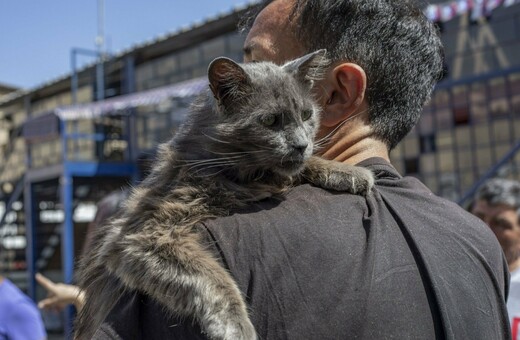 Οι γάτες στη μεγαλύτερη φυλακή της Χιλής αλλάζουν τη ζωή των κρατουμένων