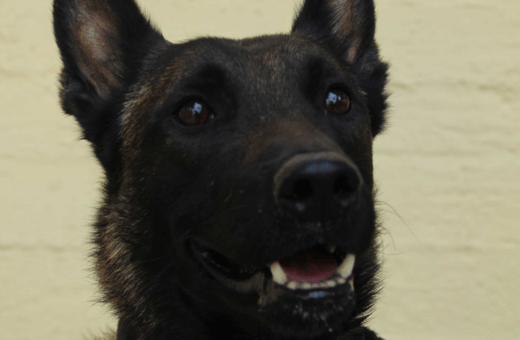 Αυτός είναι ο Echo, ο εκπαιδευμένος σκύλος που εντόπισε τη σορό του 31χρονου στο Μεσολόγγι