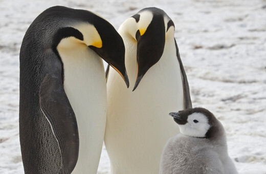 Εντοπίστηκαν άγνωστες αποικίες αυτοκρατορικών πιγκουίνων στην Ανταρκτική