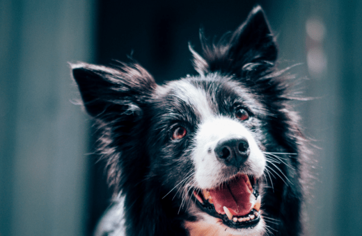 Θανάτωση σκύλου στα Μέγαρα: Τι έδειξε η νεκροτομή