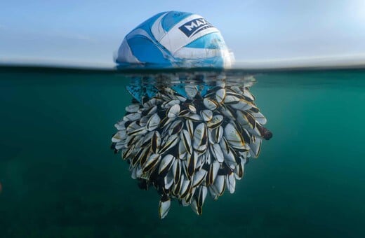 Οι νικήτριες φωτογραφίες του διαγωνισμού British Wildlife Photography