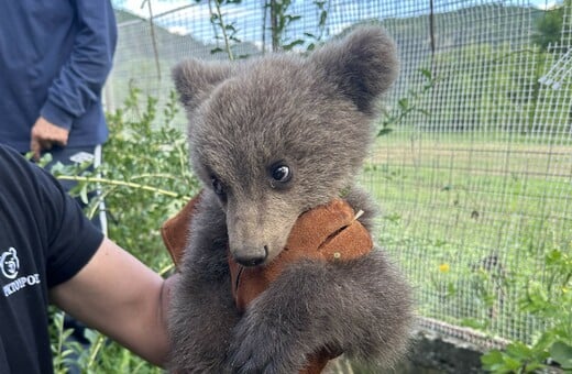 Κοζάνη: Έσωσαν αρκουδάκι που βρήκε καταφύγιο στην αυλή τους