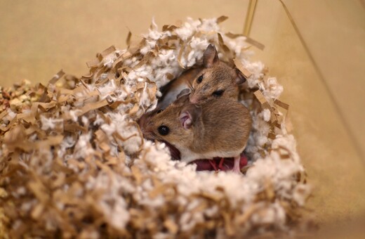 Για τα ποντίκια η απιστία είναι ορμονικό θέμα, κατέληξαν οι επιστήμονες