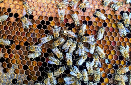 Επίθεση από σμήνος μελισσών στη Μυτιλήνη: «Eπί μία ώρα έδινε άνιση μάχη, νόμιζαν ότι κατέληξε» 