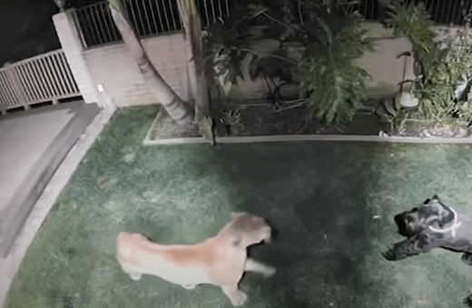 Καλιφόρνια: Σκύλος επιβίωσε επίθεση πούμα σε αυλή σπιτιού