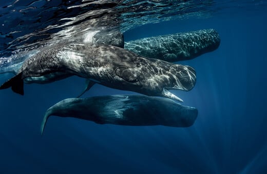 «SAvE Whales»: Tο έξυπνο σύστημα εντοπισμού που θα σώσει τους φυσητήρες 