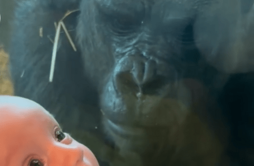 Η viral στιγμή που γορίλας επιχείρησε να φιλήσει μωρό μέσα από γυάλινο τοίχο